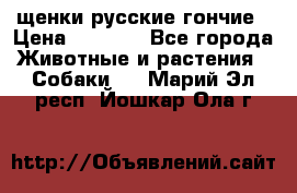 щенки русские гончие › Цена ­ 4 000 - Все города Животные и растения » Собаки   . Марий Эл респ.,Йошкар-Ола г.